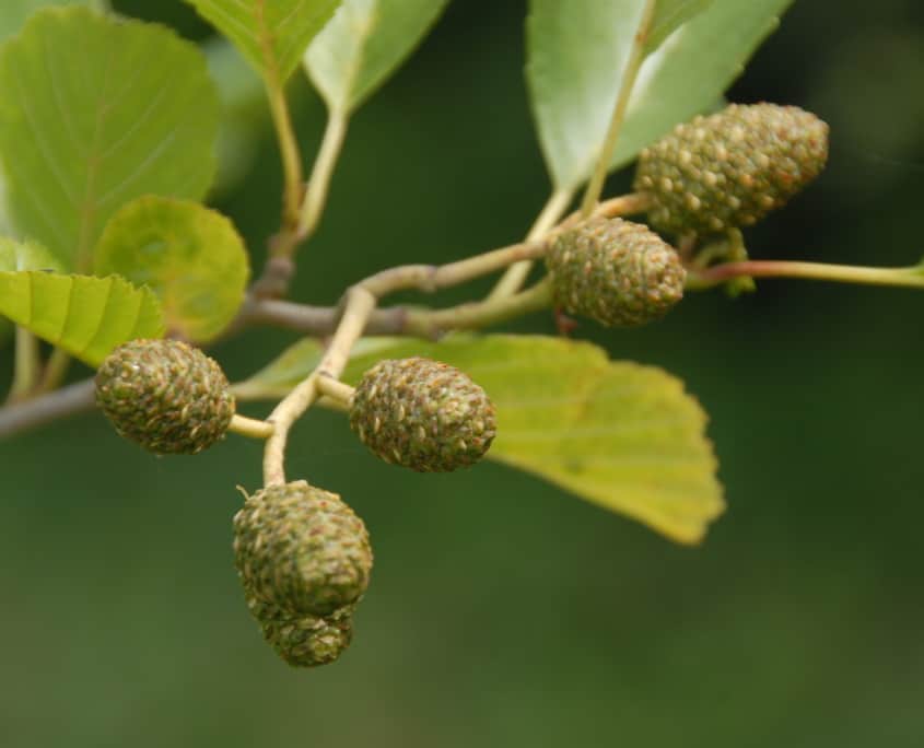 Trauma-Informed Peer Clinical Consultation Group