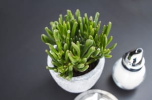 succulent in a white pot on a gray desk
