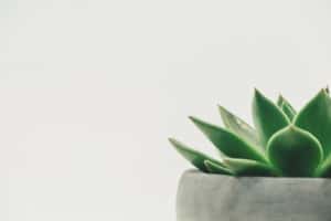 succulent in a concrete pot and white background